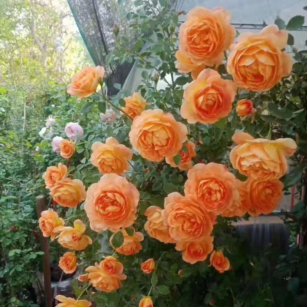 Lady Of Shalott Rose