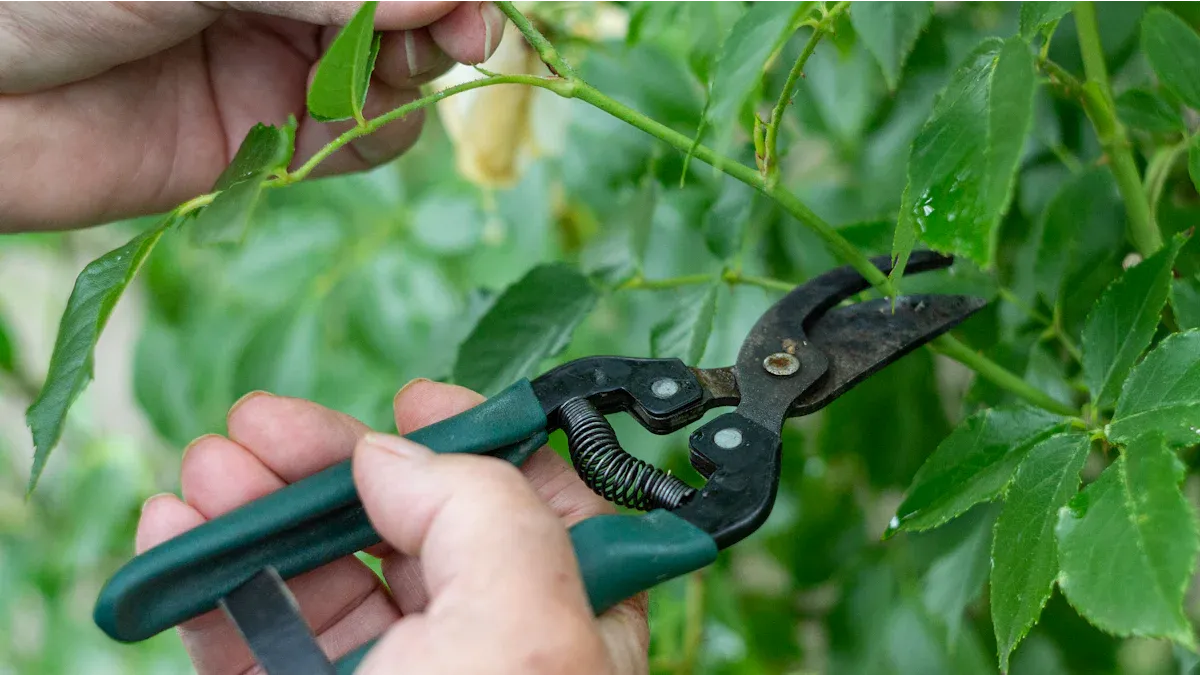 rose pruning tools