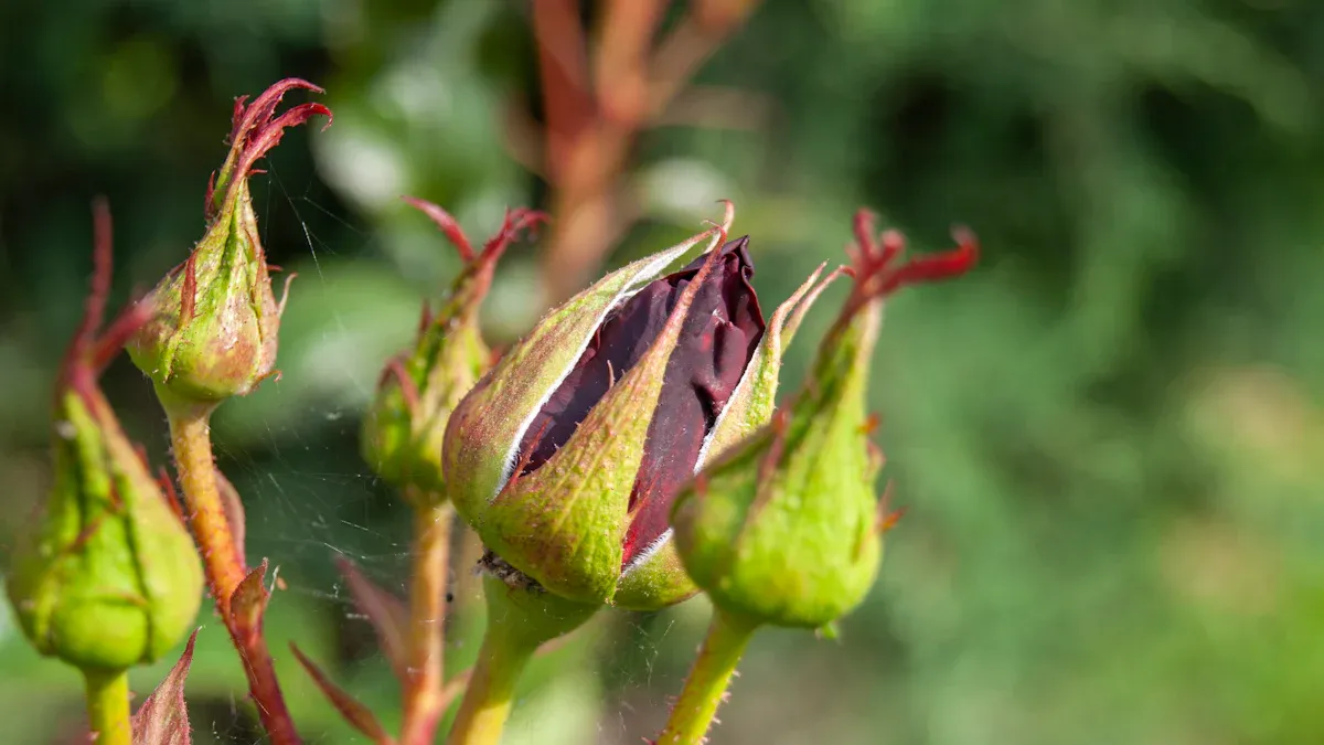 Rose Black Spot Disease