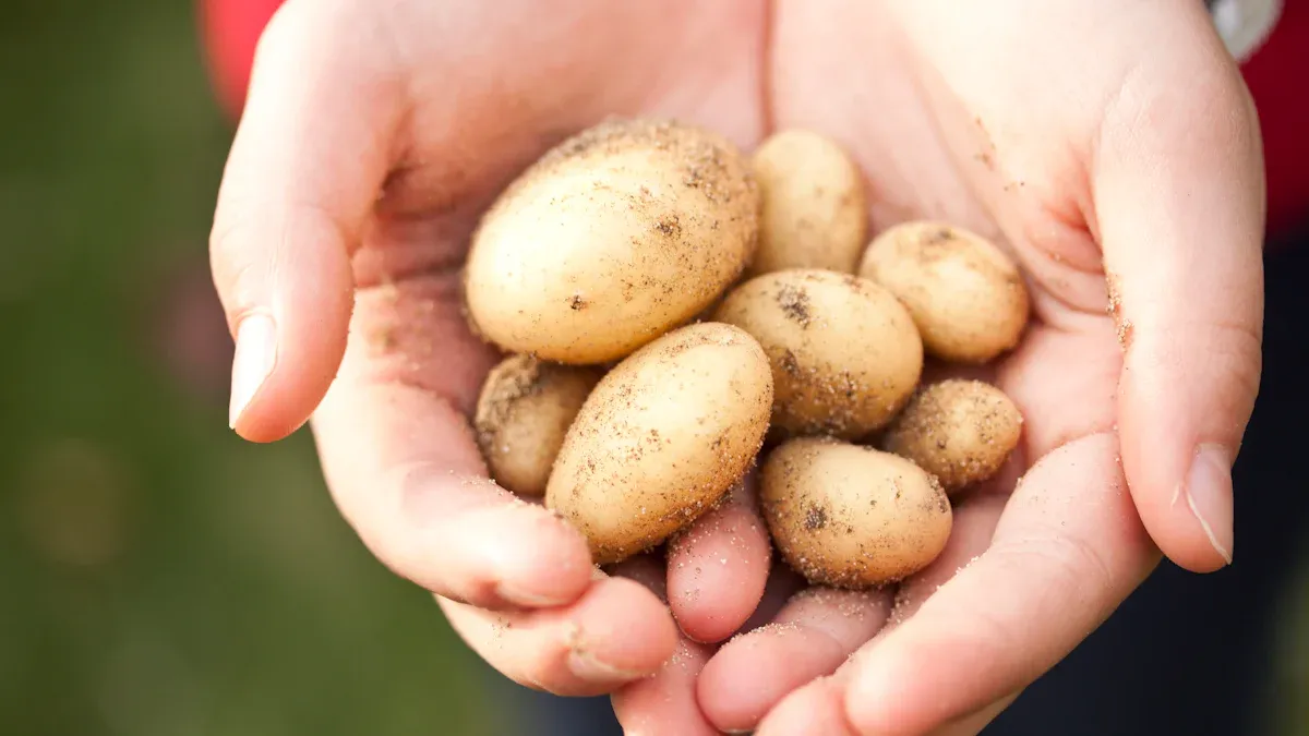 potato cuttings