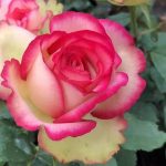 Dream Come True Rose