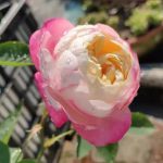 Japanese Mon Amour Rose