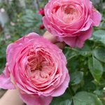 Lady heirloom Rose
