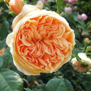 Crown Princess Margareta Rose