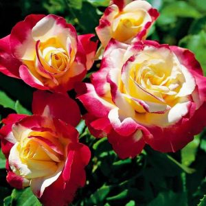 Double Delight Rose