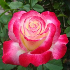 Double Delight Rose