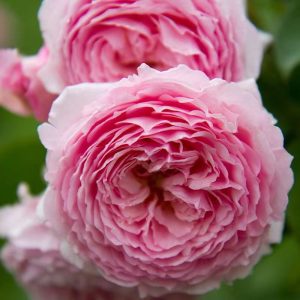 James Galway Rose