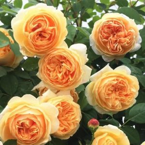 Lady Of Shalott Rose