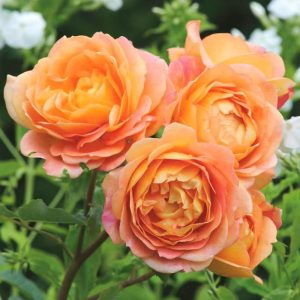 Lady Of Shalott Rose