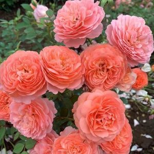 Louise Clements Rose