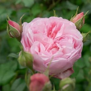 Scepter'd Isle Rose