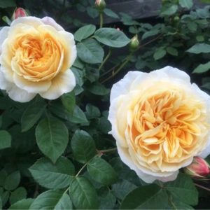 Teasing Georgia Rose