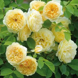 Teasing Georgia Rose