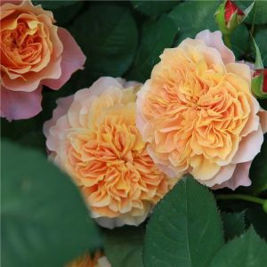 The Impressionist Rose