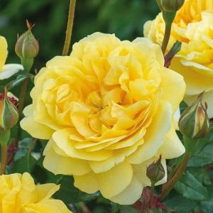 The Poet's Wife Rose