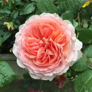 Abraham Darby Rose