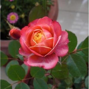 Bico Baby Romantica Rose