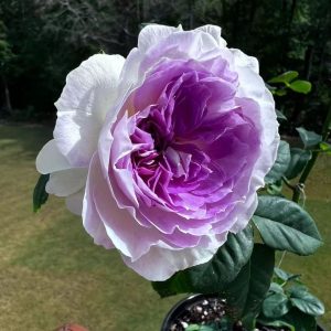 Blue Moon Stone Rose