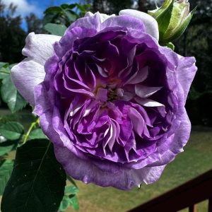 Blue Moon Stone Rose