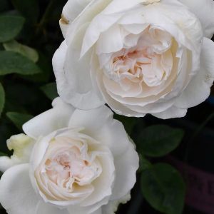 Bolero Rose