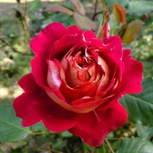 Docteurs Massad Rose