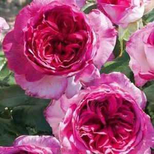 Thierry Marx Rose
