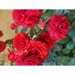 Scarlet Bonica Rose