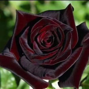 Black Baccara Rose