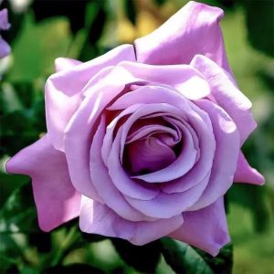 Charles de Gaulle Rose