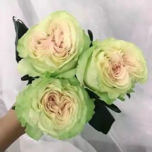 Glazed Green Rose