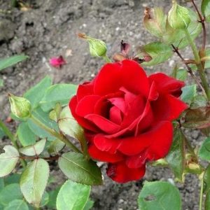 Ingrid Bergman Rose