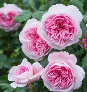 The Ancient Mariner Rose