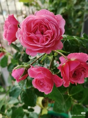 Magic Rokoko Rose