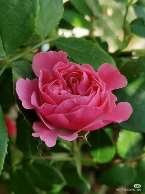 Magic Rokoko Rose