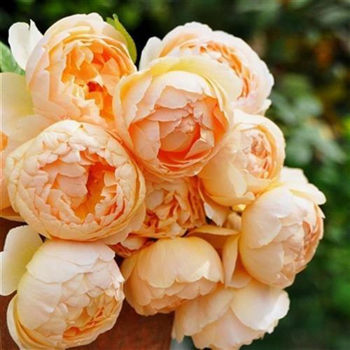 Jude The Obscure Rose