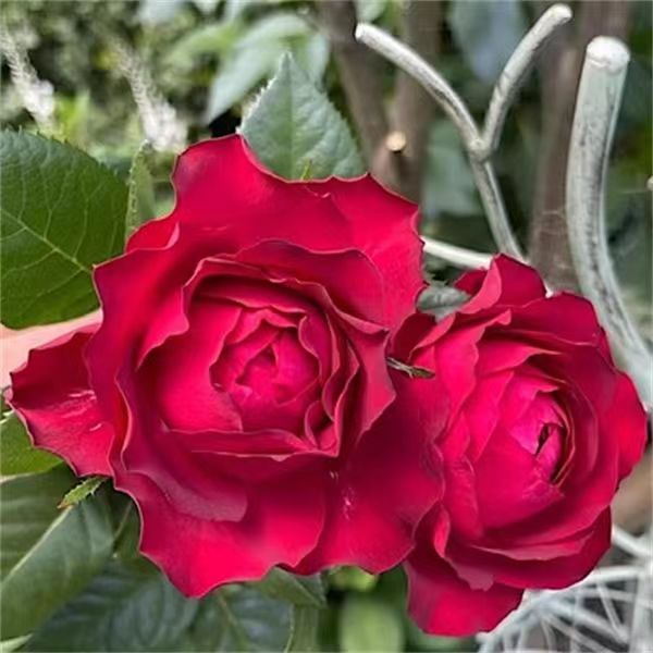 Dracula's Kiss Rose