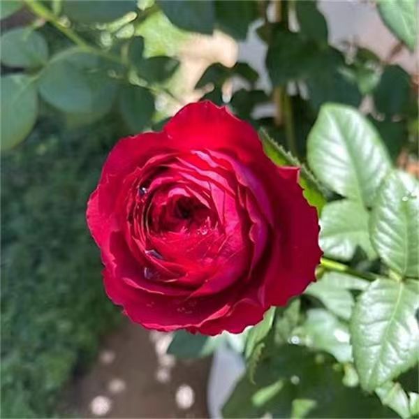 Dracula's Kiss Rose