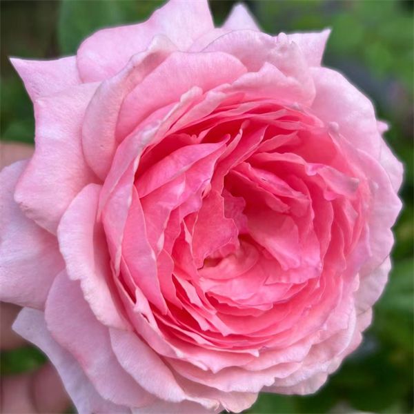 Lady Heirloom Rose - Image 4
