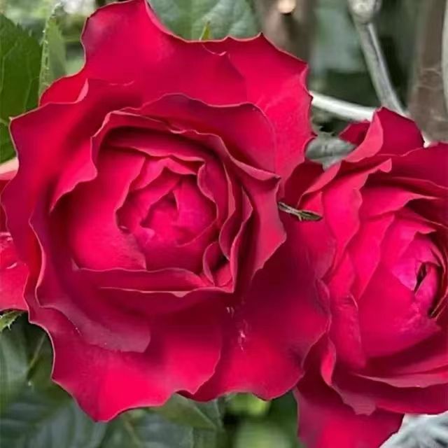 Dracula's Kiss Rose - Image 3