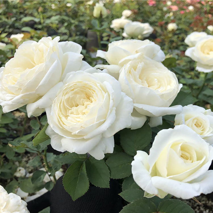 Wedding Road Rose