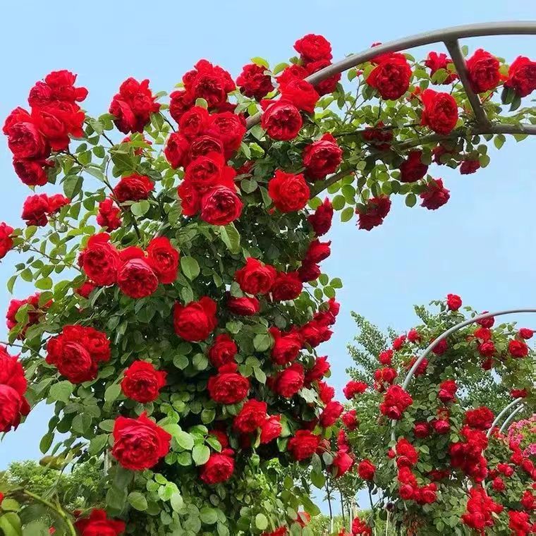 Climbing Rose