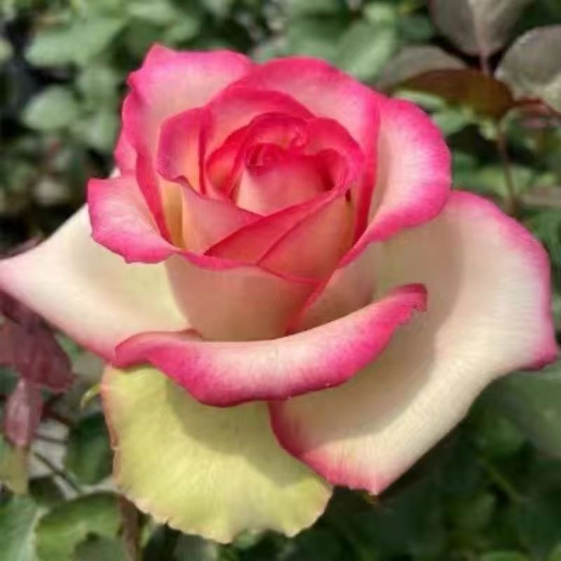 Dream Come True Rose