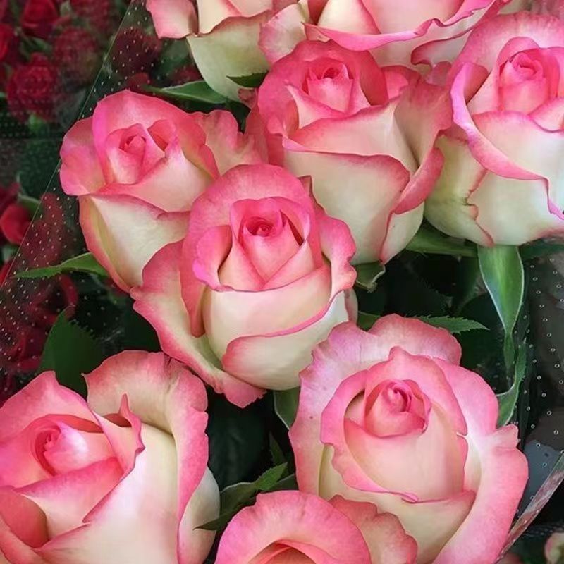 Dream Come True Rose