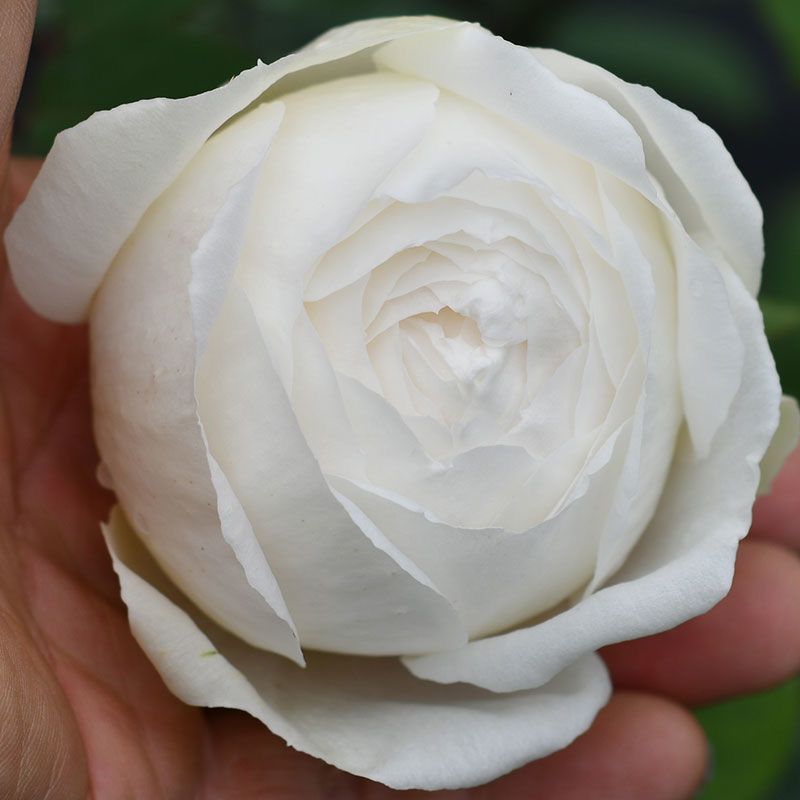 Wedding Road Rose