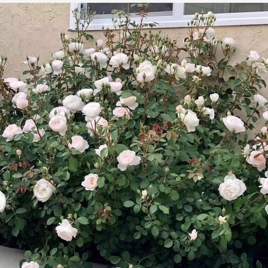 Shrub Rose